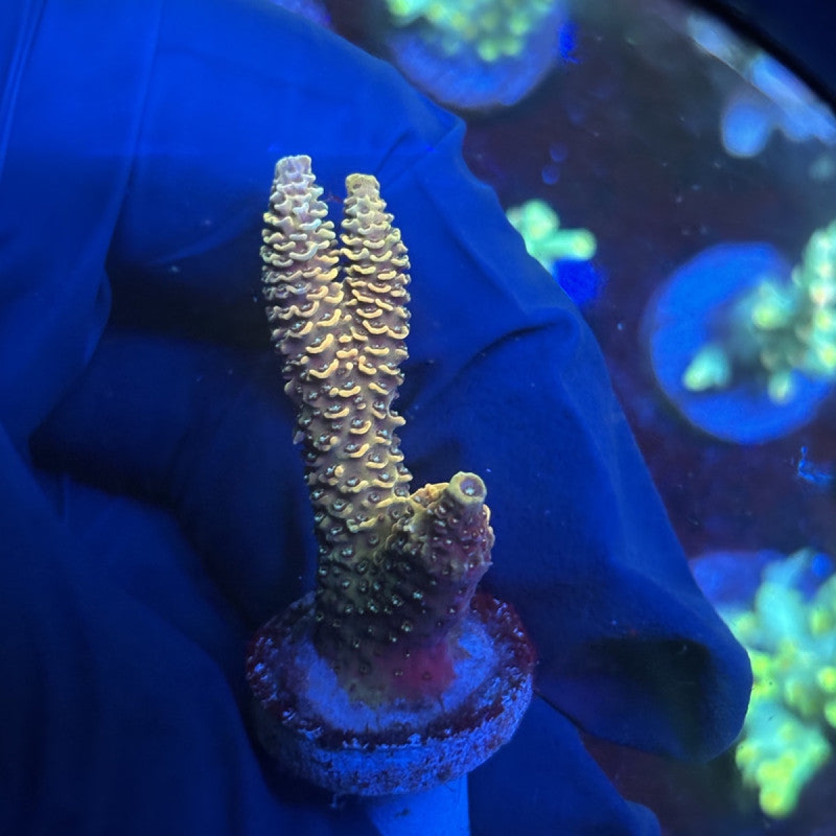 KLİMA GERGİ BİLYASI E30-M42